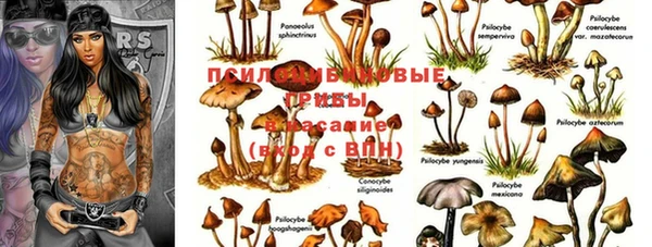 PSILOCYBIN Балахна